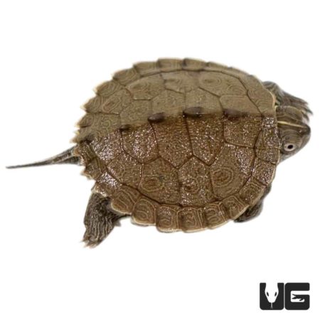 Baby Mississippi Map Turtles (Graptemys pseudogeographica kohni) For ...