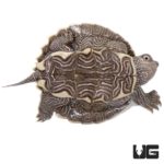 Baby Mississippi Map Turtles For Sale - Underground Reptiles