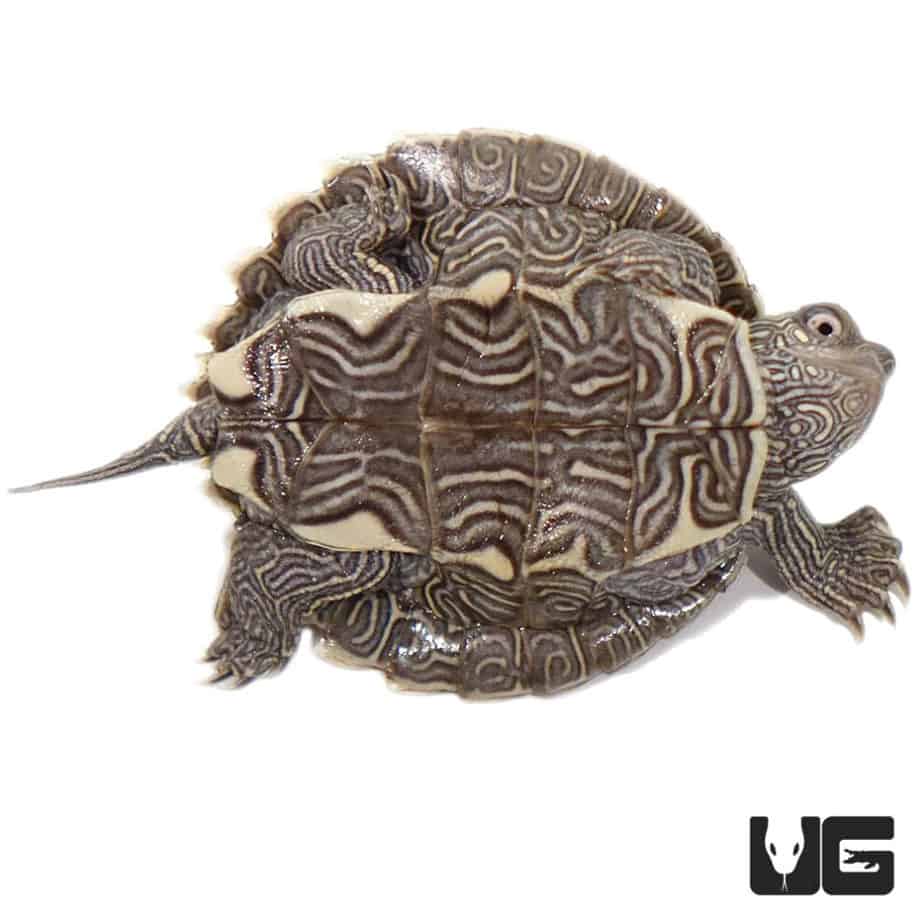 Baby Mississippi Map Turtles (Graptemys pseudogeographica kohni) For ...