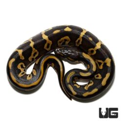 Baby Mojave Leopard Ball Pythons For Sale - Underground Reptiles