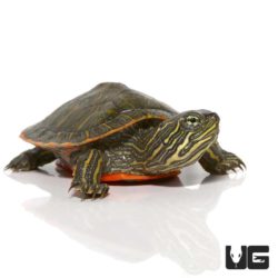 Baby Northern Redbelly Cooter Turtle For Sale - Underground Reptiles