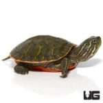 Baby Northern Redbelly Cooter Turtle For Sale - Underground Reptiles