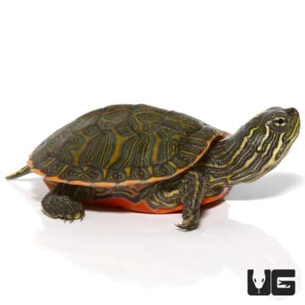 Baby Northern Redbelly Cooter Turtles (Pseudemys rubriventris) For Sale ...