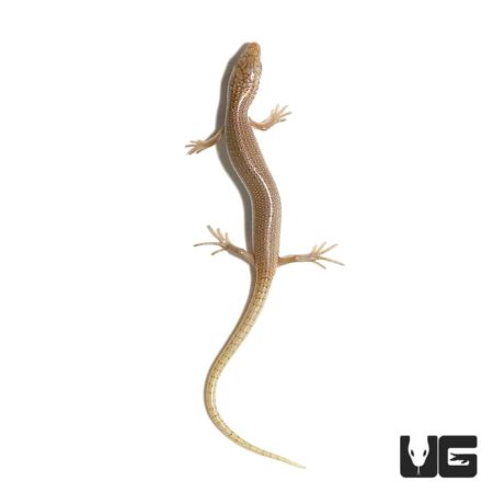 Baby Ocellated Skink For Sale - Underground Reptiles
