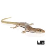 Baby Ocellated Skink For Sale - Underground Reptiles