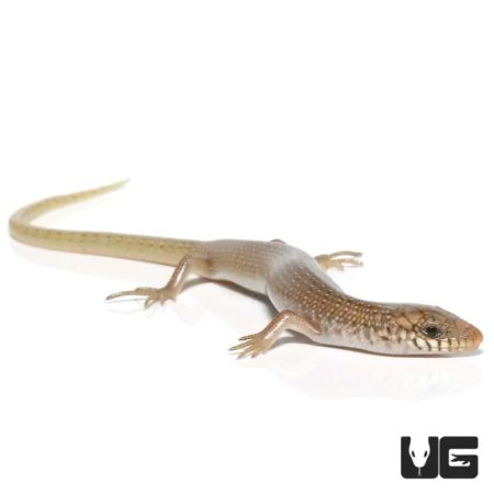 Baby Ocellated Skink For Sale - Underground Reptiles