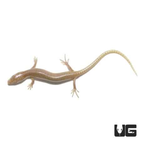 Baby Ocellated Skink For Sale - Underground Reptiles