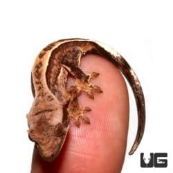 Baby Partial Reverse Pinstripe Cream White Wall Crested Geckos For Sale - Underground Reptiles