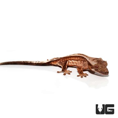 Baby Partial Reverse Pinstripe Cream White Wall Crested Geckos For Sale - Underground Reptiles