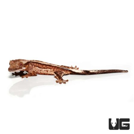 Baby Partial Reverse Pinstripe Cream White Wall Crested Geckos For Sale - Underground Reptiles