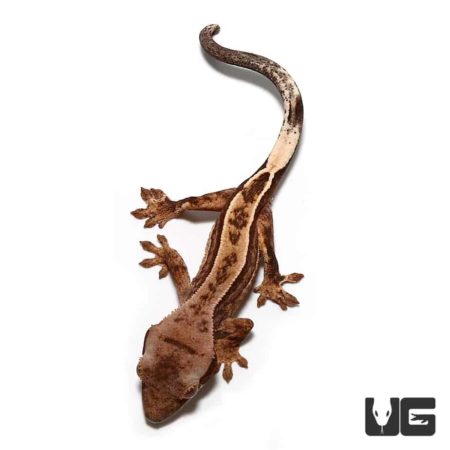 Baby Partial Reverse Pinstripe Cream White Wall Crested Geckos For Sale - Underground Reptiles