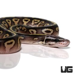 Baby Pastel Mojave Ball Python For Sale - Underground Reptiles