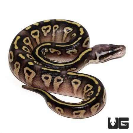 Baby Pastel Mojave Ball Python For Sale - Underground Reptiles