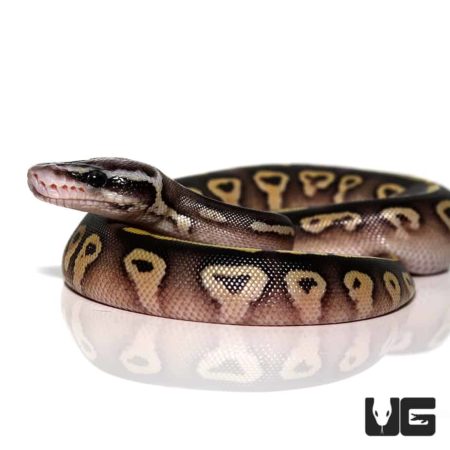 Baby Pastel Mojave Ball Python For Sale - Underground Reptiles