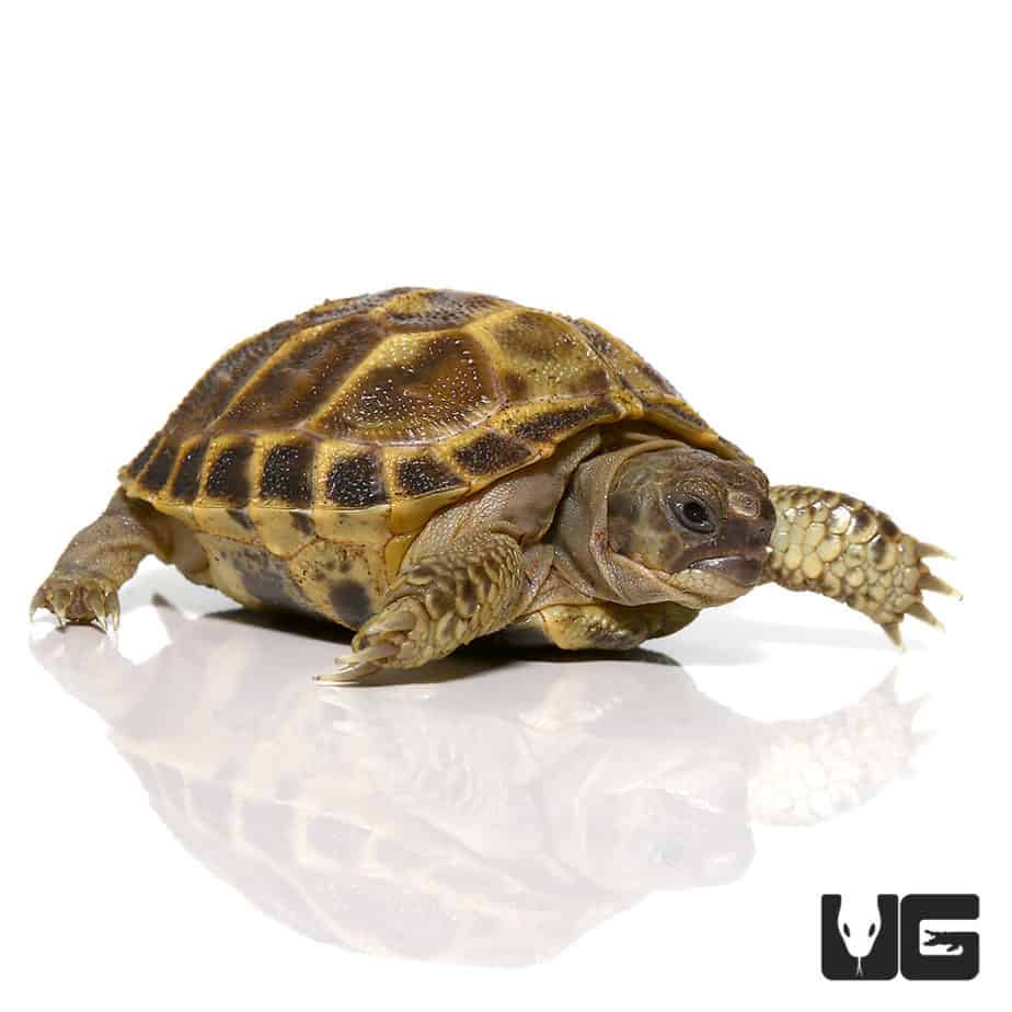 Baby Russian Tortoises For Sale - Underground Reptiles