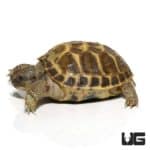 Baby Russian Tortoises For Sale - Underground Reptiles