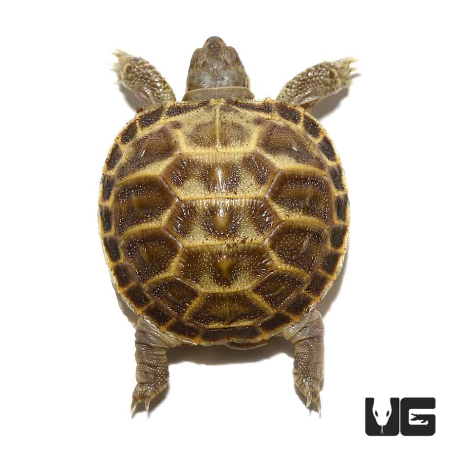 Baby Russian Tortoises For Sale - Underground Reptiles