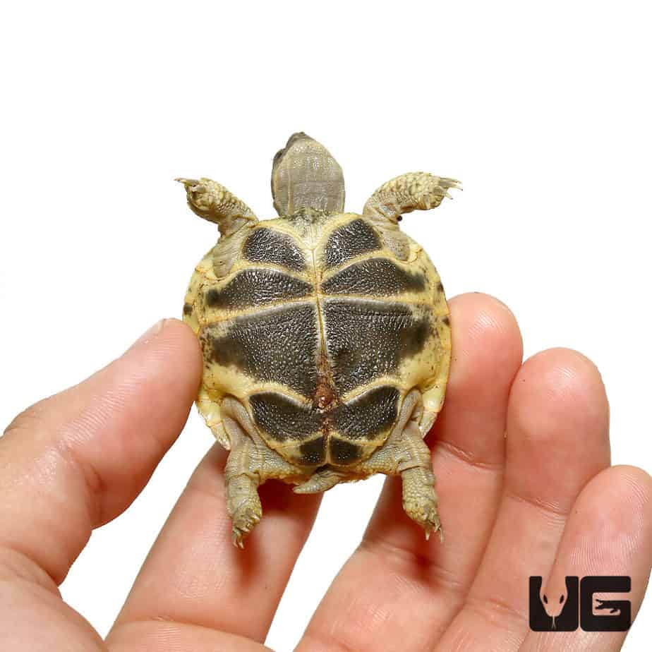 Baby Russian Tortoises For Sale - Underground Reptiles