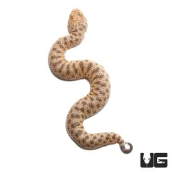 Baby Saharan Sand Viper For Sale - Underground Reptiles
