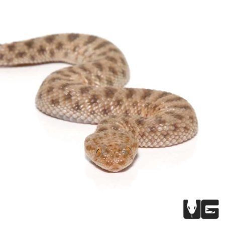 Baby Saharan Sand Viper For Sale - Underground Reptiles
