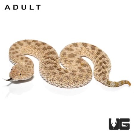 Baby Saharan Sand Viper, a stunning desert-dwelling snake, ideal for reptile enthusiasts and collect.