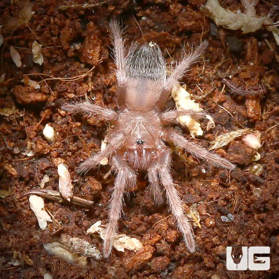 Salmon Pink Birdeater Tarantula (Lasiodora parahybana) For Sale Underground Reptiles