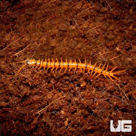 Baby Solomon Island Centipedes For Sale - Underground Reptiles