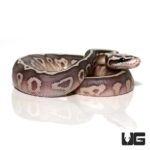 Baby Super Pastel Lesser Ball Python For Sale - Underground Reptiles