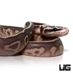 Baby Super Pastel Lesser Ball Python For Sale - Underground Reptiles