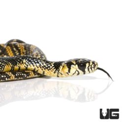 Baby Tiger Ratsnakes For Sale - Underground Reptiles