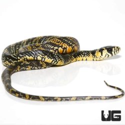 Baby Tiger Ratsnakes For Sale - Underground Reptiles