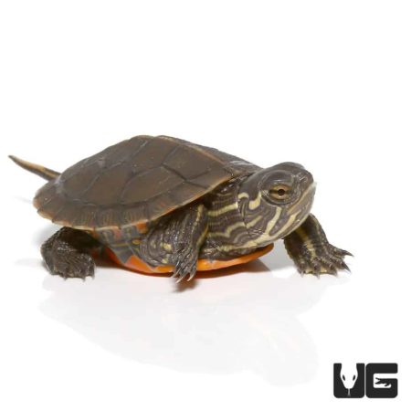 Baby Western Painted Turtles (Chrysemys picta) For Sale - Underground ...