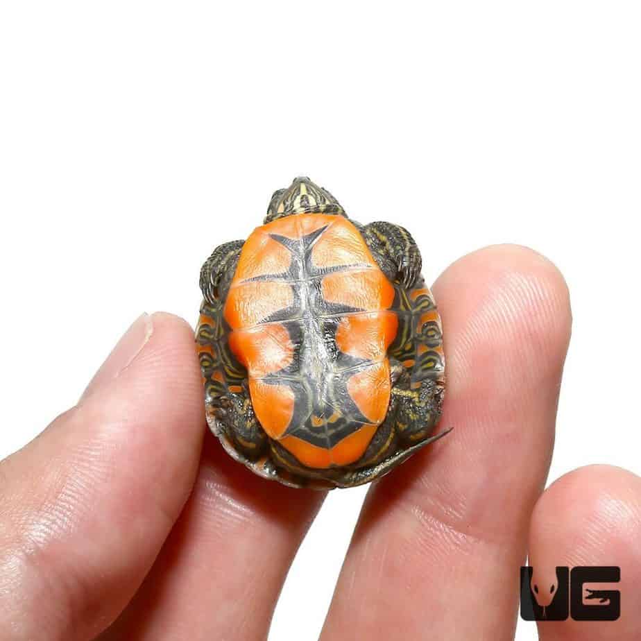 Turtles For Sale Underground Reptiles