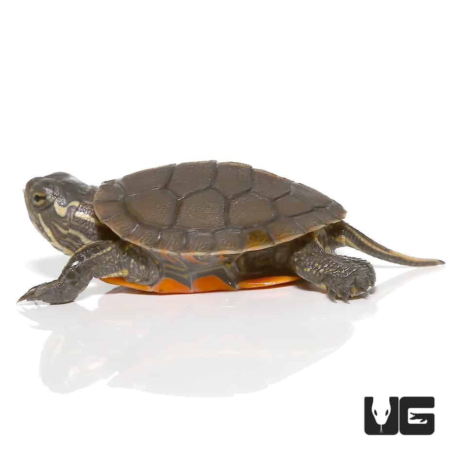 Baby Western Painted Turtles (Chrysemys picta) For Sale - Underground ...