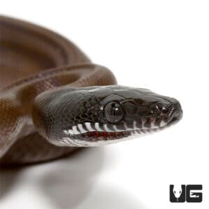 Pythons For Sale - Underground Reptiles