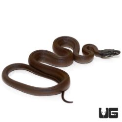 Baby D'Alberts White Lipped Python For Sale - Underground Reptiles