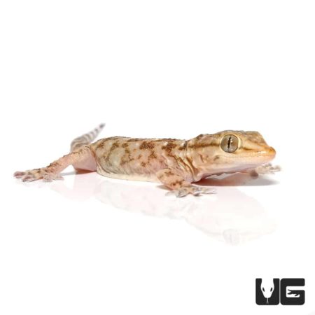 Baby White Spot Gecko For Sale - Underground Reptiles