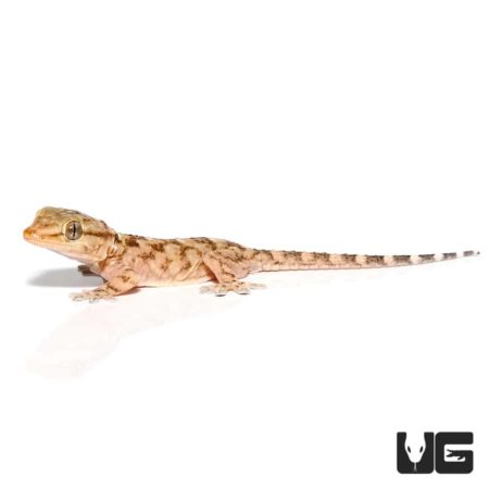 Baby White Spot Gecko For Sale - Underground Reptiles