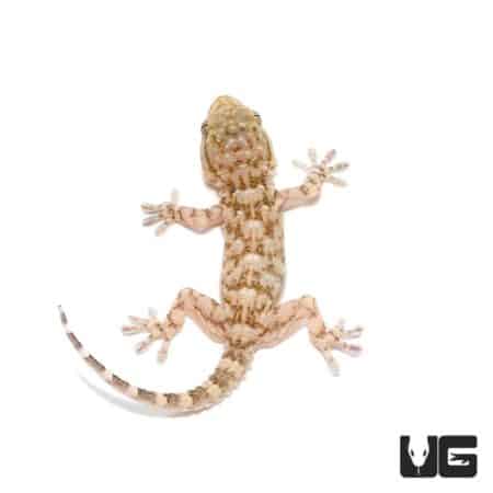 Baby White Spot Gecko For Sale - Underground Reptiles