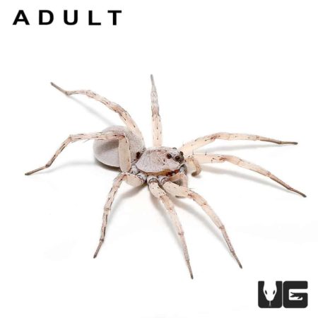 White Wolf Spider, baby, invertebrate, arachnid, exotic pet.