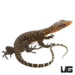 Baby Yellow Quince Monitors For Sale - Underground Reptiles