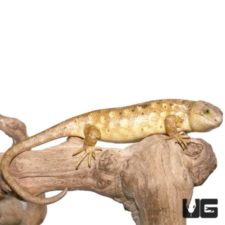 Banana Phase Baby Monkey Tail Skinks For Sale - Underground Reptiles