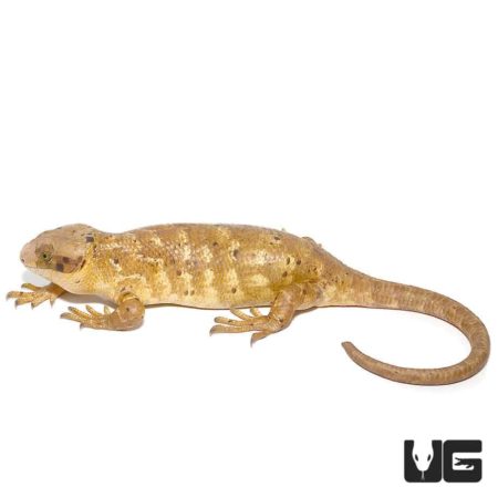 Banana Phase Baby Monkey Tail Skinks For Sale - Underground Reptiles