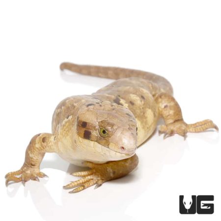Banana Phase Baby Monkey Tail Skinks For Sale - Underground Reptiles