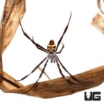 Banded Cross Orb Weaver for sale - Underground Reptiles