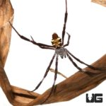 Banded Cross Orb Weaver for sale - Underground Reptiles