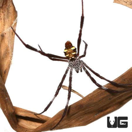 Banded Cross Orb Weaver for sale - Underground Reptiles