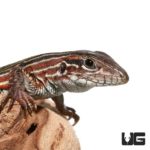 Blackbelly Racerunner for sale - Underground Reptiles