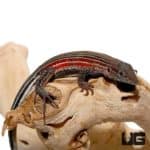 Blackbelly Racerunner for sale - Underground Reptiles