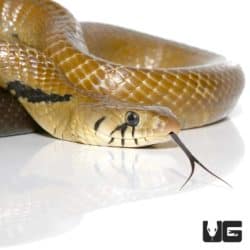 Blacktail Cribo For Sale - Underground Reptiles